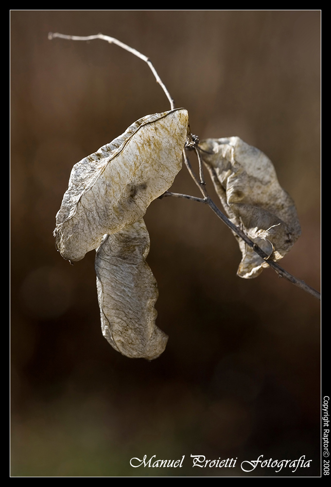 Colutea arborescens / Vesicaria